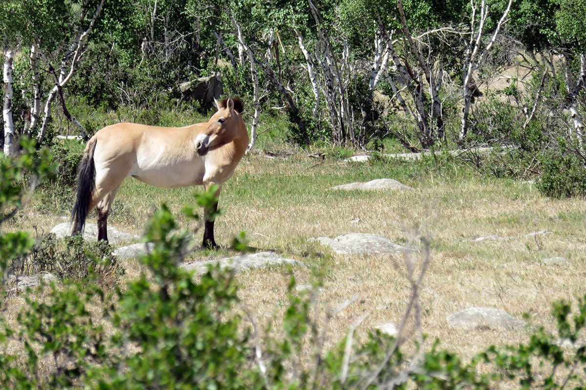 Takhi horses