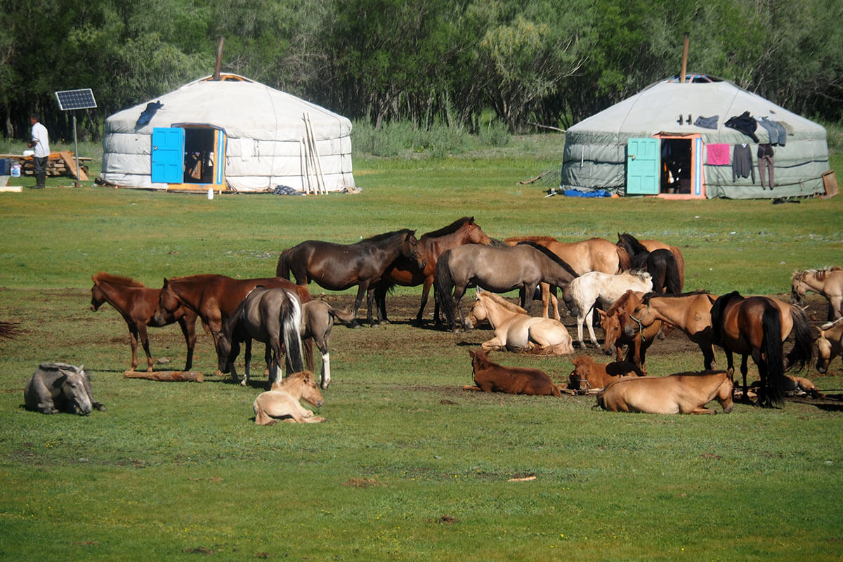 Nomad Family