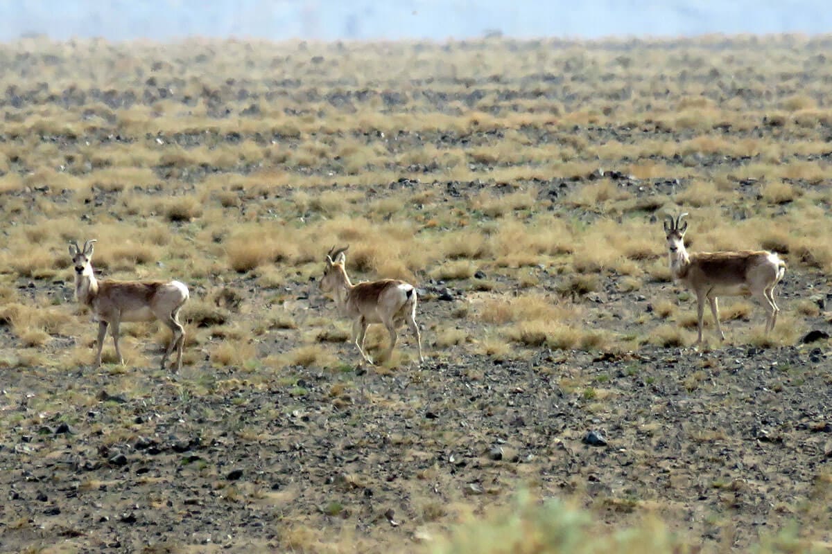 Gazelle Gazelle
